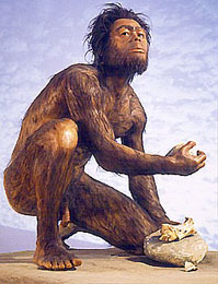 (Australopithecus)