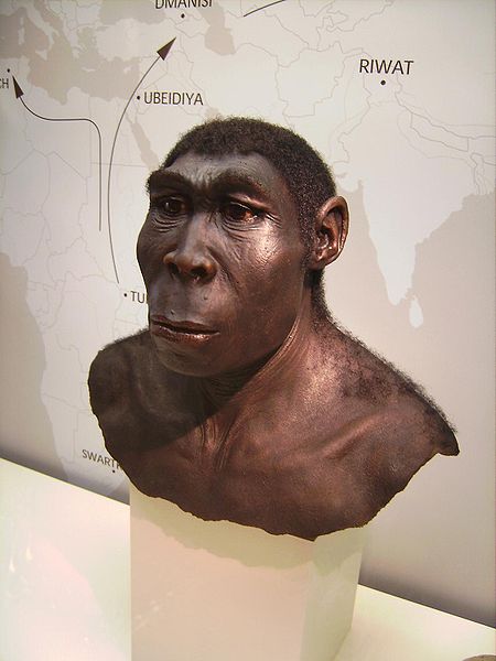 Эректус, человек прямоходящий (архантропы) (Homo erectus)