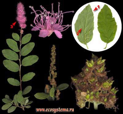 ,  ,  (Spiraea salicifolia L.)