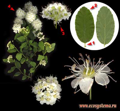 ,  ,  (Spiraea japonica)