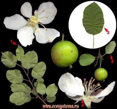  ,   (Malus sylvestris Mill)
