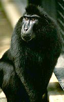 Павиан черный сулавесский (Cynopithecus niger)