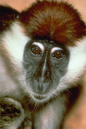 Мангобей красноголовый (Cercocebus torquatus)