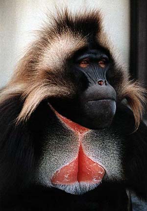 Гелада (Theropithecus gelada)