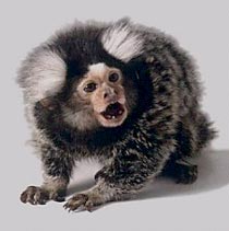 Обыкновенная игрунка, или мармозетка (Callithrix jacchus или Callithrix flaviceps)