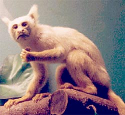 Золотистая мармозетка (Callithrix chrysoleuca)