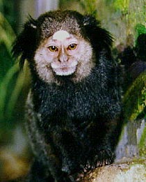 Черноухая, или белоголовая мармозетка (Callithrix penicillata)
