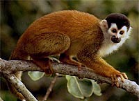 Обыкновенная беличья обезьяна (Saimiri sciureus)