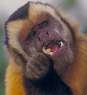 Капуцин бурый черноголовый, или фавн (Cebus apella)