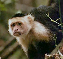 Капуцин белоплечий (Cebus capucinus)