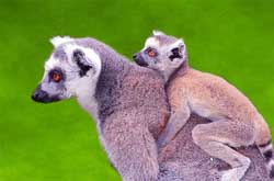 Лемуры, или Маки (Lemur)