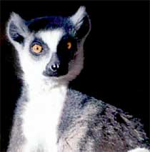  ,   (Lemur catta)