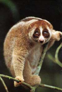 Лори малый толстый (Nycticebus pygmaeus)