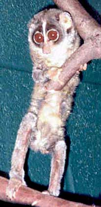 Лори тонкий (Loris tardigradus)