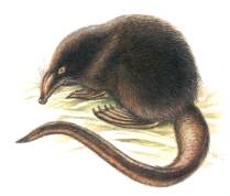 Выхухоль русская (Desmana moschata)