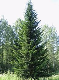   (Abies sibirica)