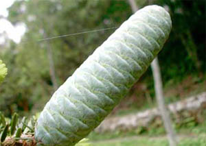   (Keteleeria fortune)