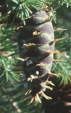   (Pseudotsuga menziesii)