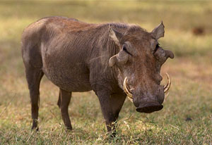Бородавочник (Phacochoerus aethiopicus)