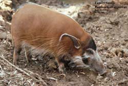 Свинья бородатая (Sus barbatus)