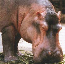Бегемот обыкновенный (Hippopotamus amphibious)