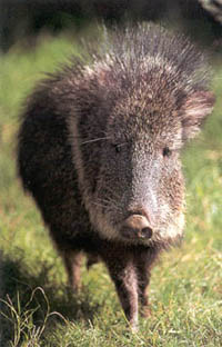 Пекари чакский (Catagonus wagneri)