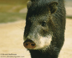 Пекари белобородый (Tayassu albirostris)