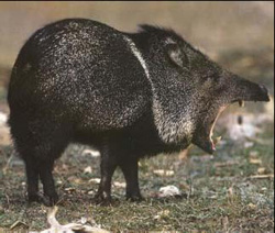 Пекари ошейниковый (Tayassu tajacu)